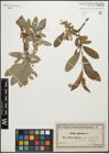Foto von Salix glauca L.